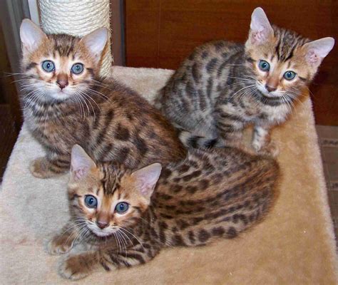 Cute Bengal Kittens Photography