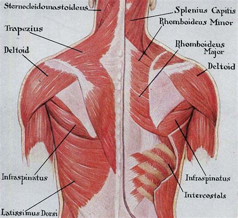 Muscles Back Posterior Human Anatomy Vintage Medical Chart 1930s ...