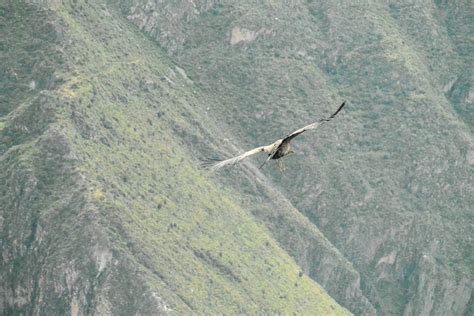 Searching for Condors in Colca Canyon - Joy and Journey