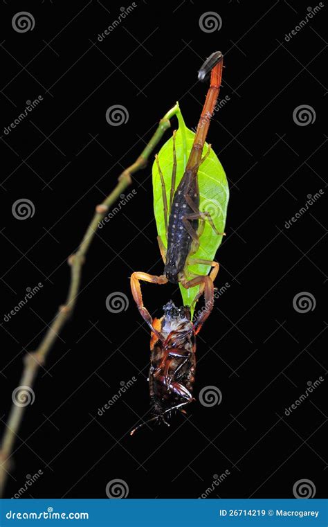 Scorpion with prey stock image. Image of wildlife, scorpion - 26714219