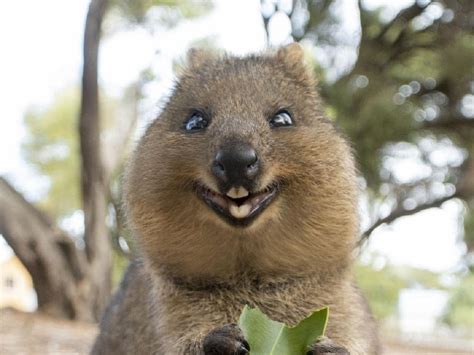 Quokka: características, alimentación y curiosidades