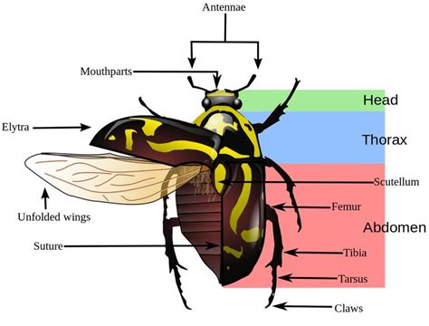 Parts of a beetle | Insects, Insect anatomy, Beetle