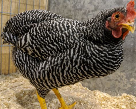 Chicken feather patterns with breed examples, pictures and video. - Cluckin