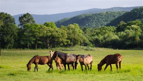 Pradera; Clima, flora, fauna y características | OVACEN