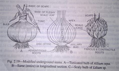 Stem: modification of stem, functions, types of modified underground stems,sub-aerial modified ...