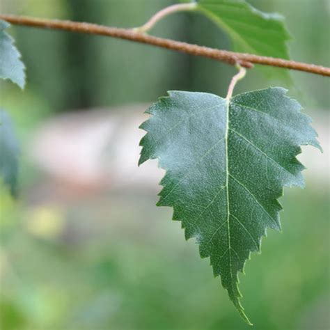 Silver Birch Trees | Tree Facts & Information