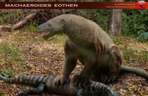 Machaeroides eothen- Google Search | Prehistoric animals, Paleo art, Animals