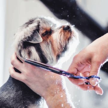 Pet Grooming in Orange, CA - OC Veterinary Medical Center