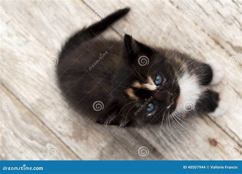 Black Calico Kitten on White-washed Wood Stock Photo - Image of feline, barn: 40507944