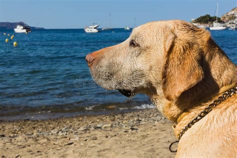 Labrador at the beach stock photo. Image of coast, nature - 28736366