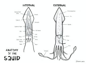 Anatomy of the Squid Diagram by ZOWOLOGY | TPT