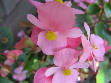 Close Up Of Pink Begonia Free Stock Photo - Public Domain Pictures
