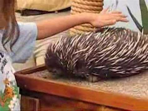 Echidna (Spiney Anteater) - YouTube