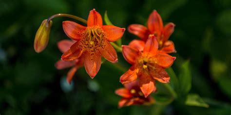 Sierra tiger lily (Lilium parvum) Desolation Wilderness, California [OC] : r/Wildflowers