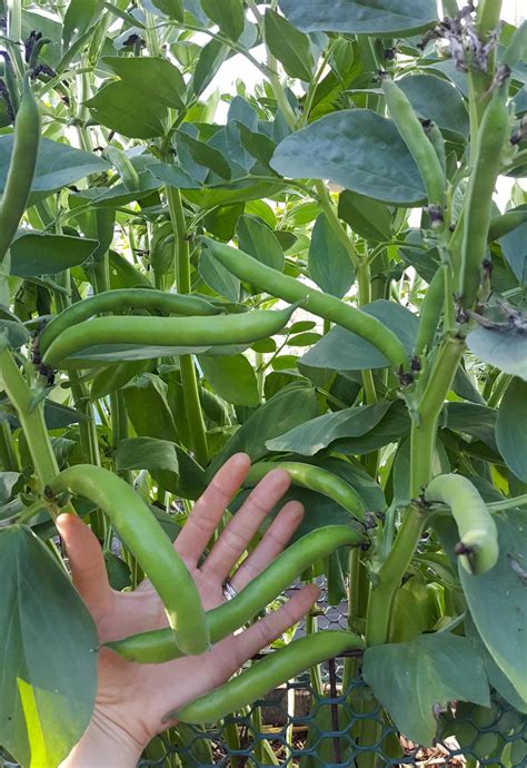 How to Grow & Use Fava Beans (Broad Beans): As Food & Cover Crops! ~ Homestead and Chill