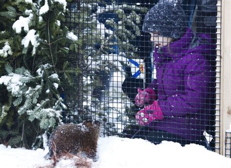 Shubenacadie Sam says it's going to be an early spring | CBC News