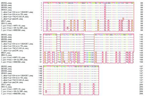 Comparative nucleotide sequence alignment of representative detected... | Download Scientific ...