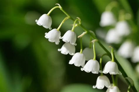 Common Poisonous Flowers When Ingested | Petal Talk