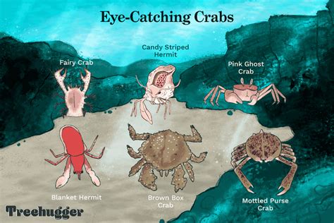 13 Curious Types of Crabs