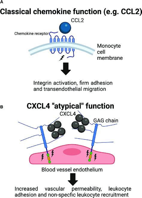 CXCL4 binds to endothelial GAG sugars, resulting in an increase of ...