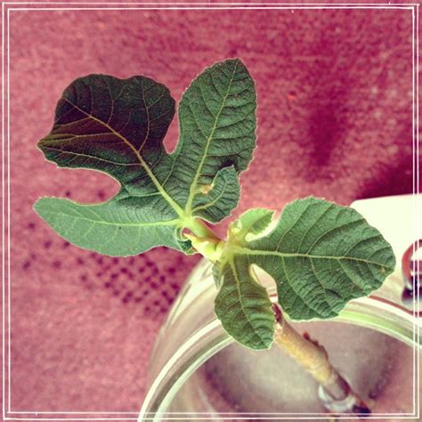 I'm an Outlaw, Not a Hero: A New Twist: Fig Tree Propagation Update Cinq