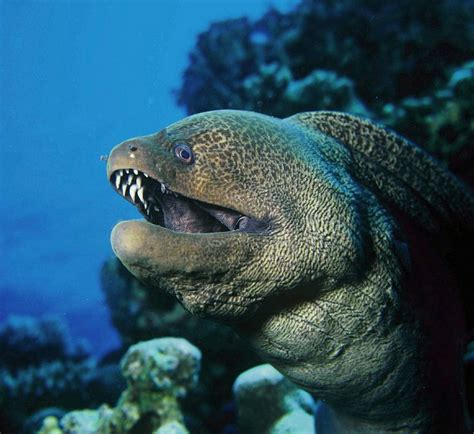 moray eel | Ocean creatures, Moray eel, Water animals