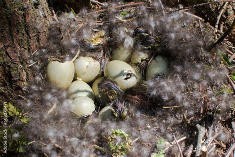 wild mallard duck, mallard duck nest, birth of chicks, hatching of ...