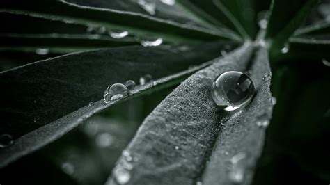 Download wallpaper 1920x1080 leaf, macro, drops, water full hd, hdtv, fhd, 1080p hd background