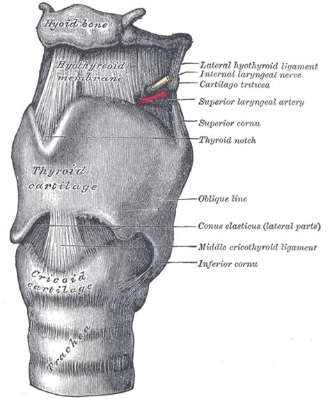 Paediatric Airway Anatomy | Paediatric Emergencies