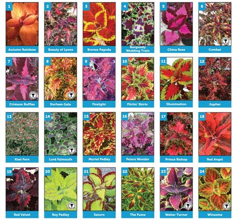 Any 6 varieties of coleus (4016) ONLY DESPATCHED TO THE UK | White ...