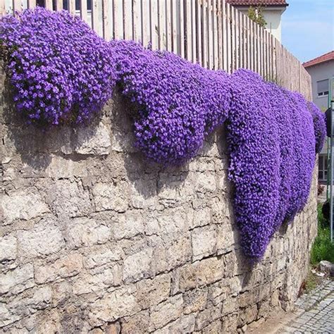 Rockcress Cascading Purple Flower Seeds aubrieta Hybrida - Etsy ...