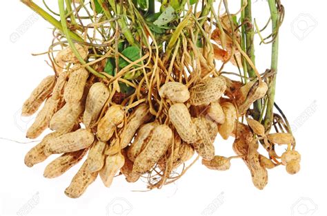 peanut-plant-groundnut – BPAT