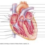 chordae tendineae histology - ModernHeal.com