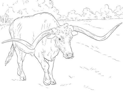 Longhorn Coloring Page