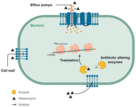 Genes | Free Full-Text | The Neglected Contribution of Streptomycin to the Tuberculosis Drug ...