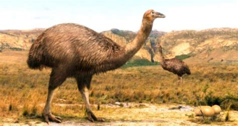 Meet The Elephant Bird, A Giant, Extinct Ostrich-Like Creature