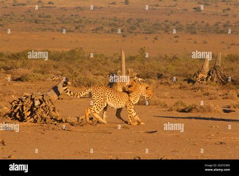 Fastest land mammal Stock Photo - Alamy