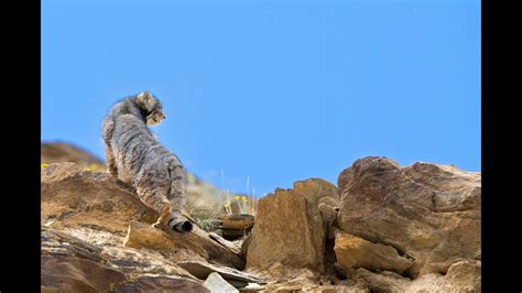 Pallas cat hunting on the grass land - YouTube