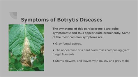 PPT - Botrytis Diseases: Symptoms and Treatment PowerPoint Presentation - ID:11905690