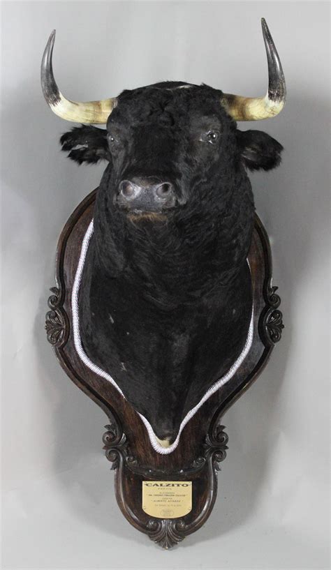 Lot - "CALZITO" TAXIDERMY SPANISH FIGHTING BULL HEAD MOUNTED WITH BRASS PLAQUE