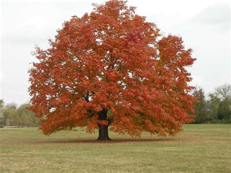 Plant It Wild - Promoting Native Plant Use | Deciduous Trees | Red Maple