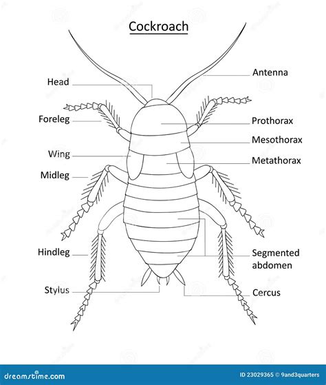 Cockroach Anatomy- Line Art With Labels On White Stock Vector - Illustration of eliminate ...