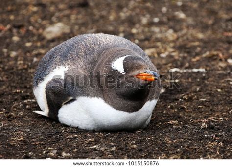 470 Fat Penguin Stock Photos, Images & Photography | Shutterstock