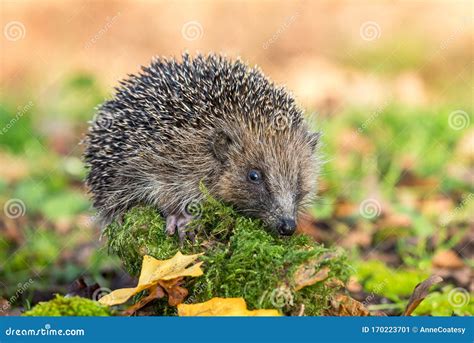 Hedgehog, Wild, Native, European Hedgehog in Natural Woodland Habitat with Green Moss and Autumn ...