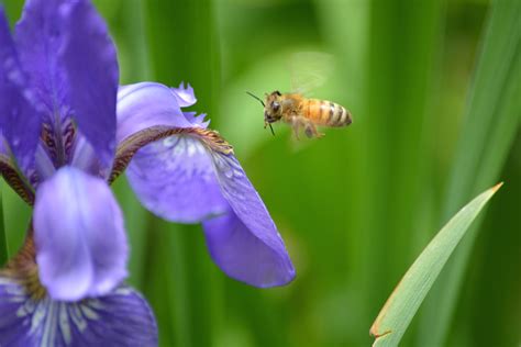 Pin by Eco Bee Supply on Foraging Honey Bees | Plants, Foraging, Bee