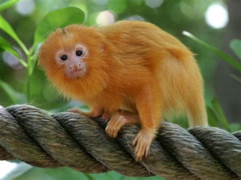 Golden Lion Tamarin: Adorable Monkeys Of Sunshine | Golden lion tamarin ...