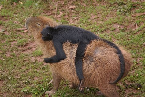 Capybaras are cute, even though they eat their own poop - The Verge