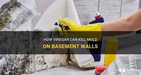 How Vinegar Can Kill Mold On Basement Walls | ShunShelter