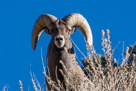 Viewing Colorado's Bighorn Sheep - Colorado Outdoors Online