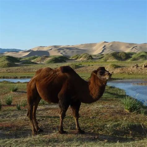 Bactrian Camel - Facts, Diet, Habitat & Pictures on Animalia.bio